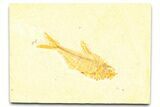 Detailed Fossil Fish (Diplomystus) - Wyoming #379317-1